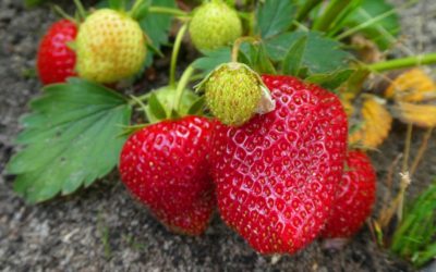 Les secrets santé d’Irène Grosjean